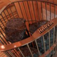 /album/galeria-de-fotos-sauna-ag-m1241b/sauna-ofen-kiwi3-jpg6/
